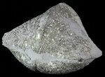 Pyrite Replaced Brachiopod (Paraspirifer) - Ohio #52704-1